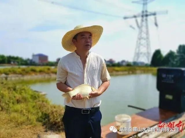 长沙院士“一桌菜”丨“让中国人吃好鱼、吃放心鱼”——访中国工程院院士、鱼类遗传育种专家刘少军-生命科学学院