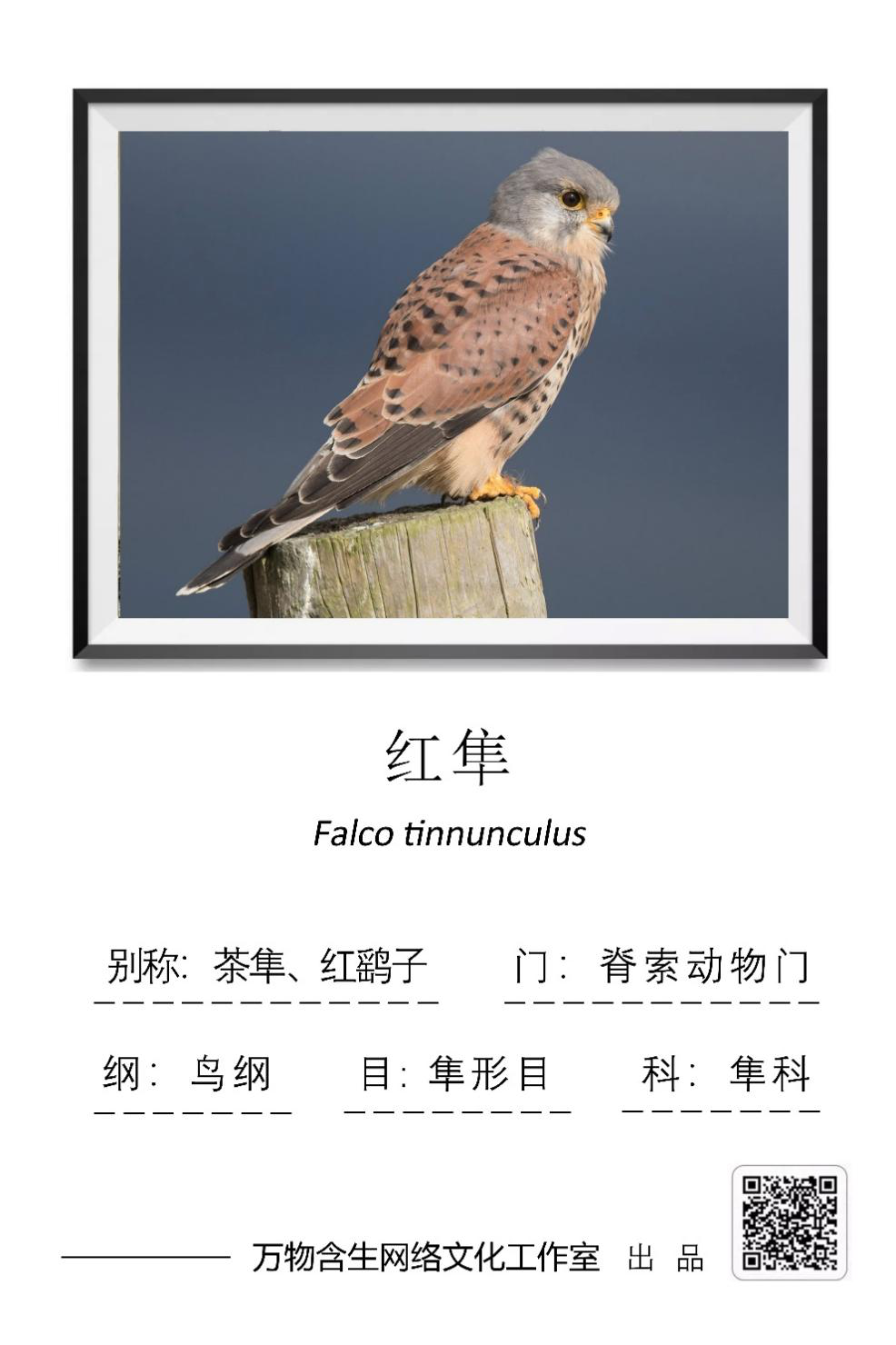 湖师标本馆36|红隼——旷野小猛禽,悬停好猎手-生命科学学院