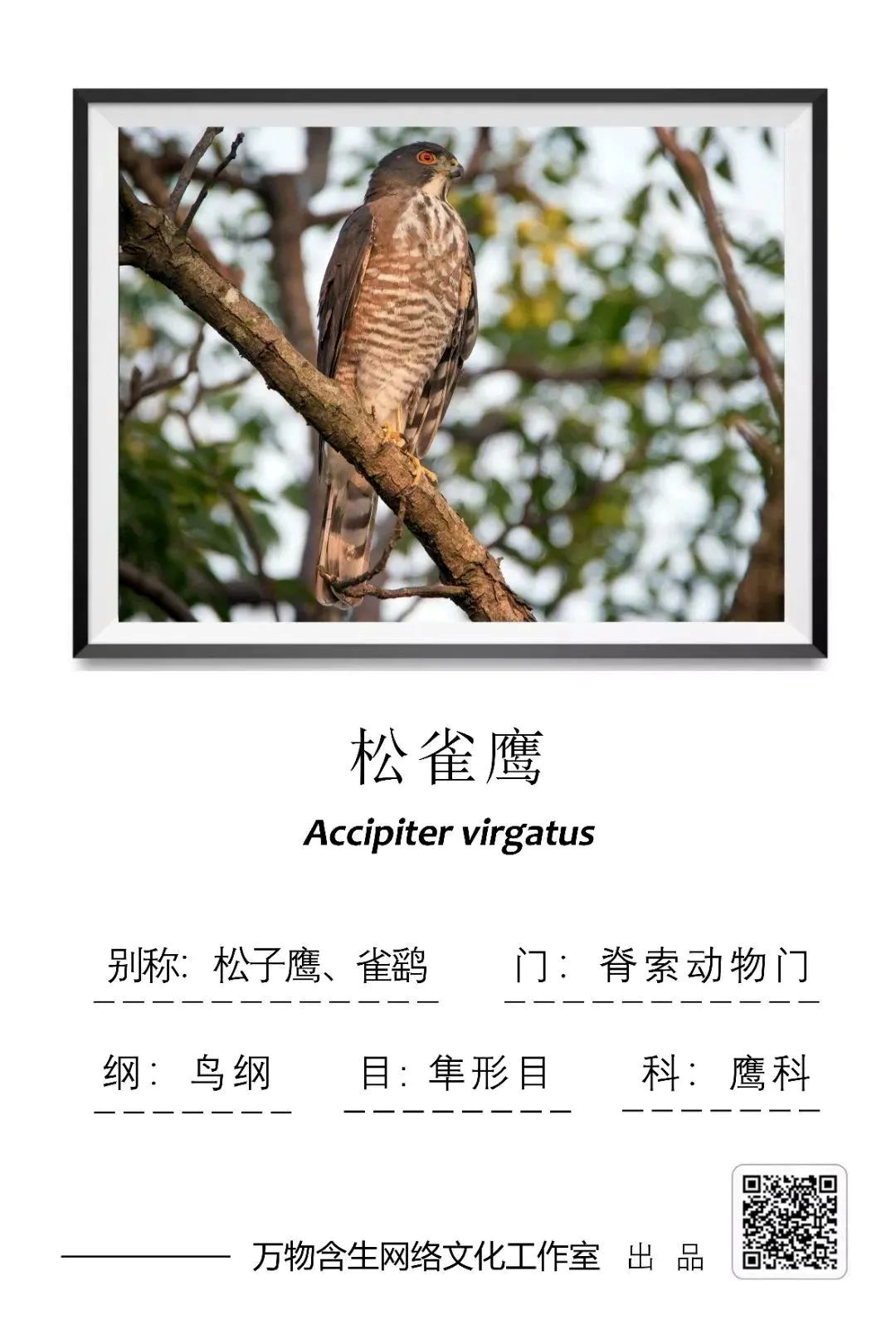 湖师标本馆㉚ | 松雀鹰——机敏猛禽，鹰之神舞-生命科学学院